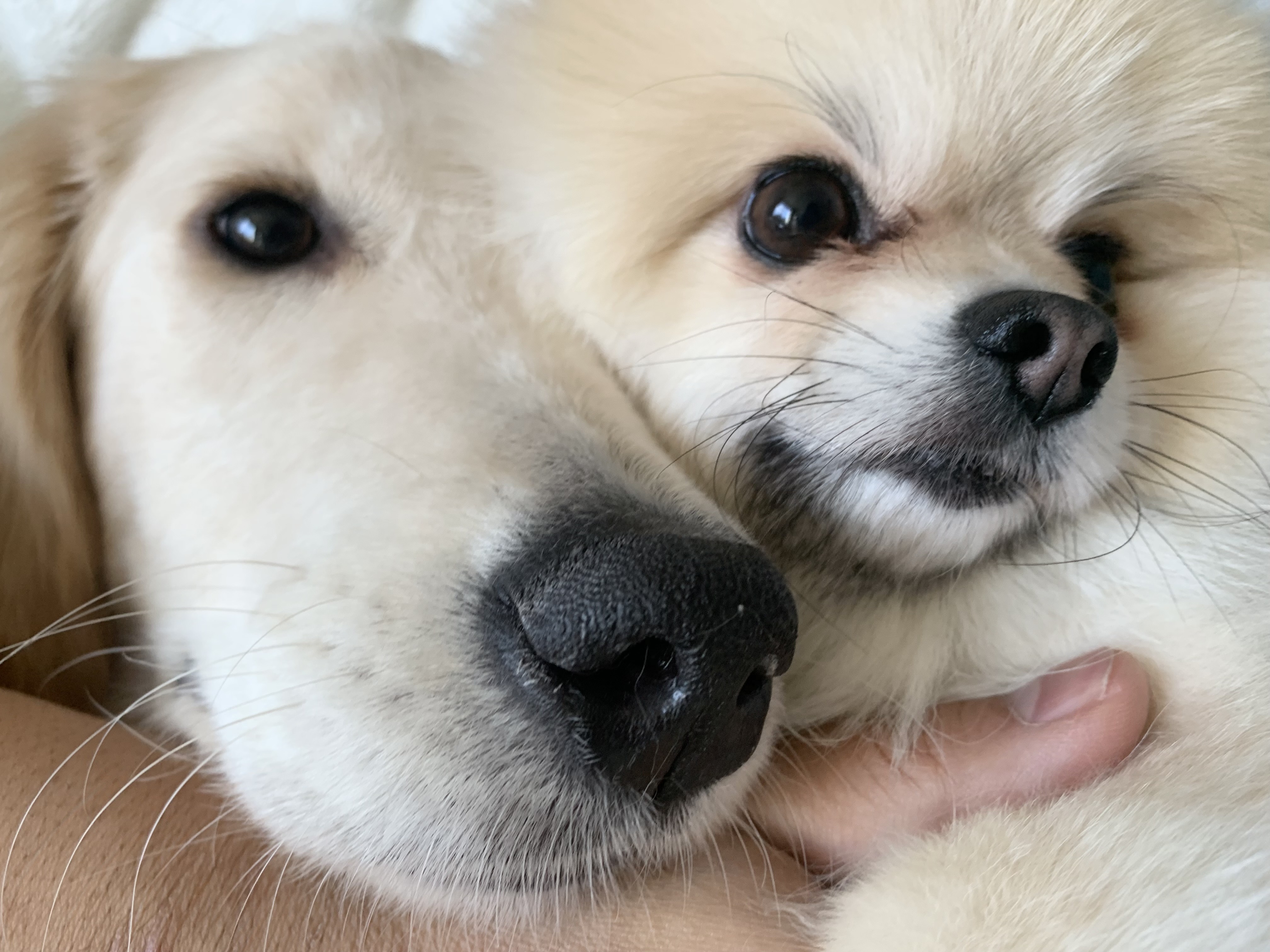 犬