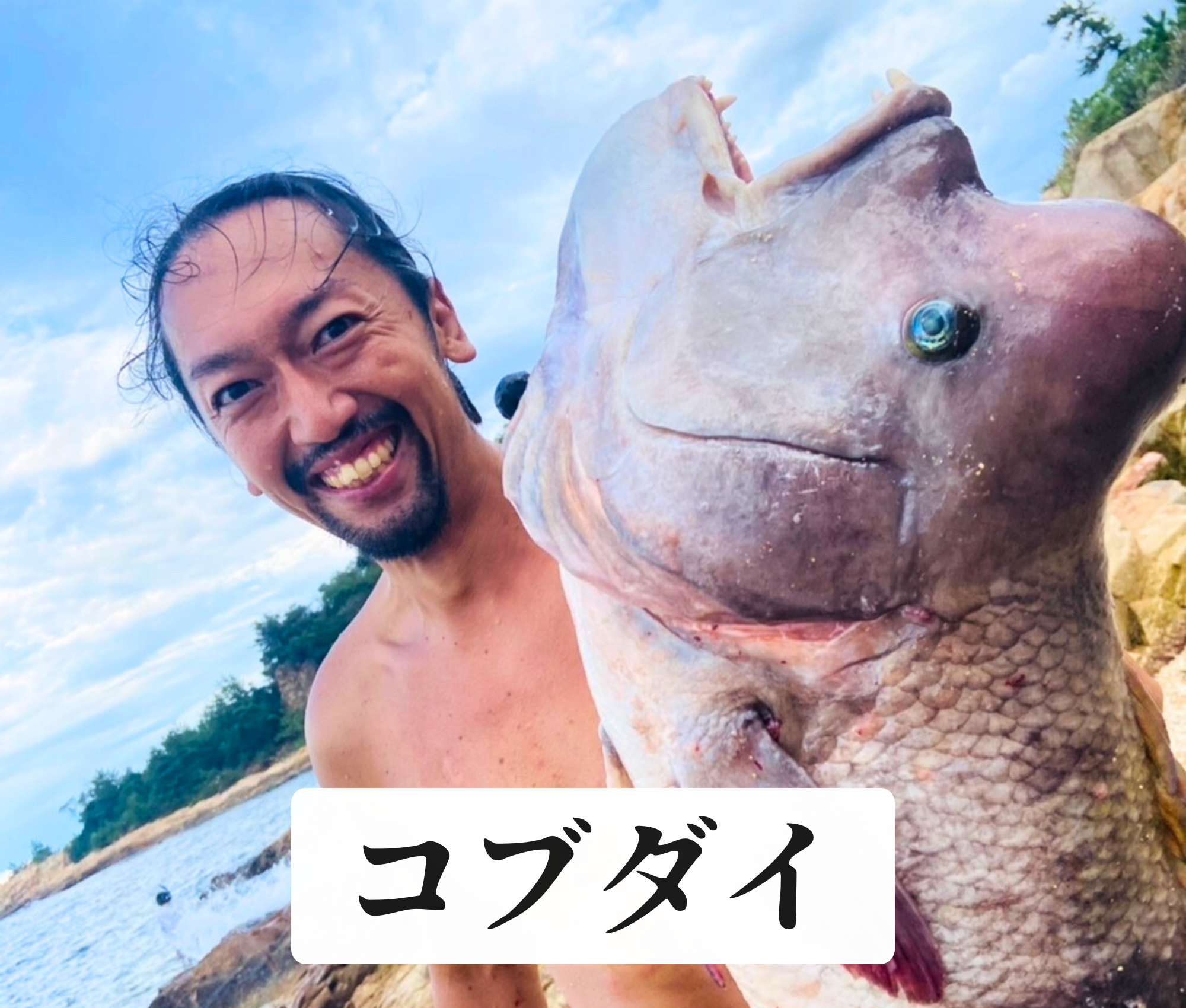 コブダイ