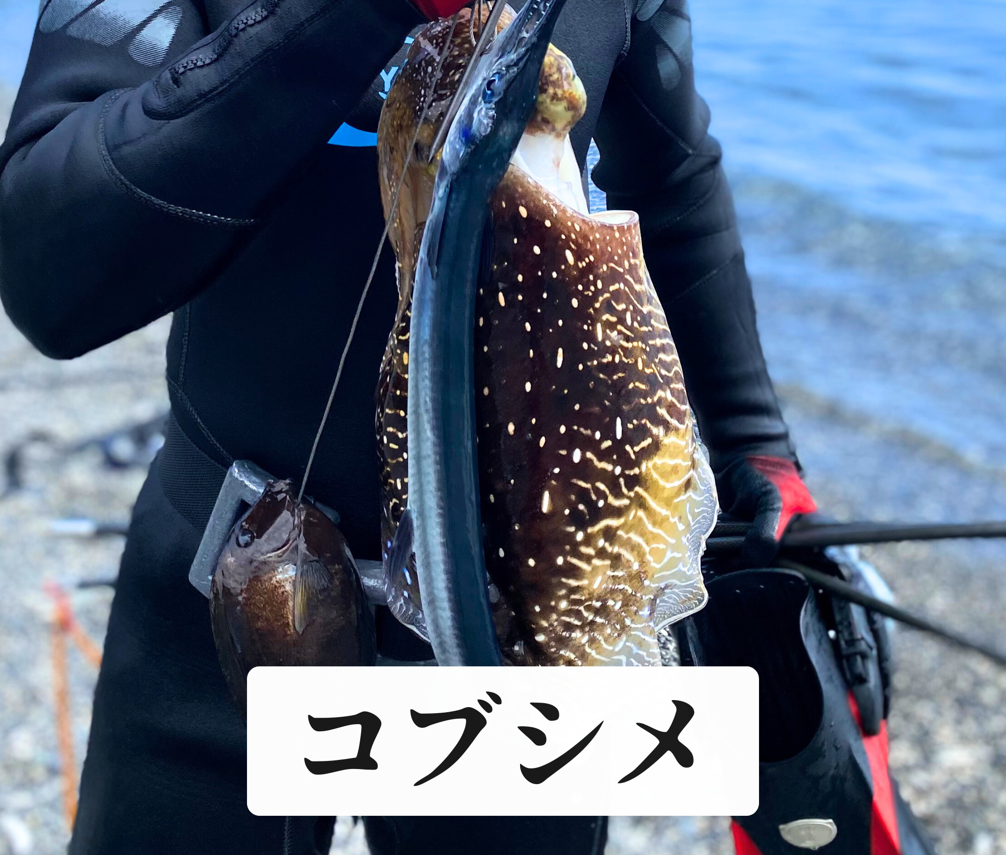 コブシメ