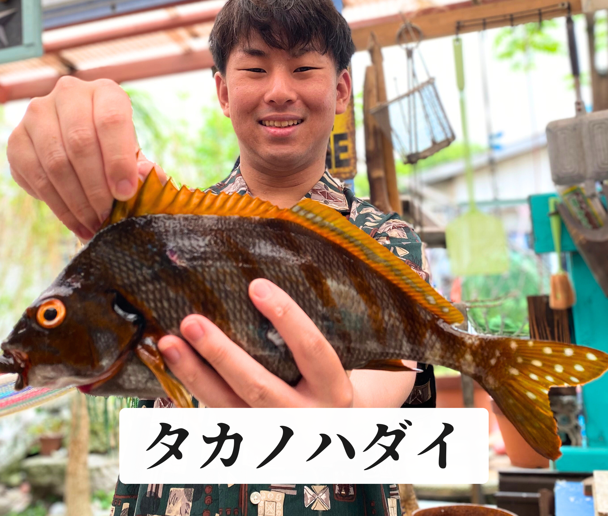 タカノハダイ
