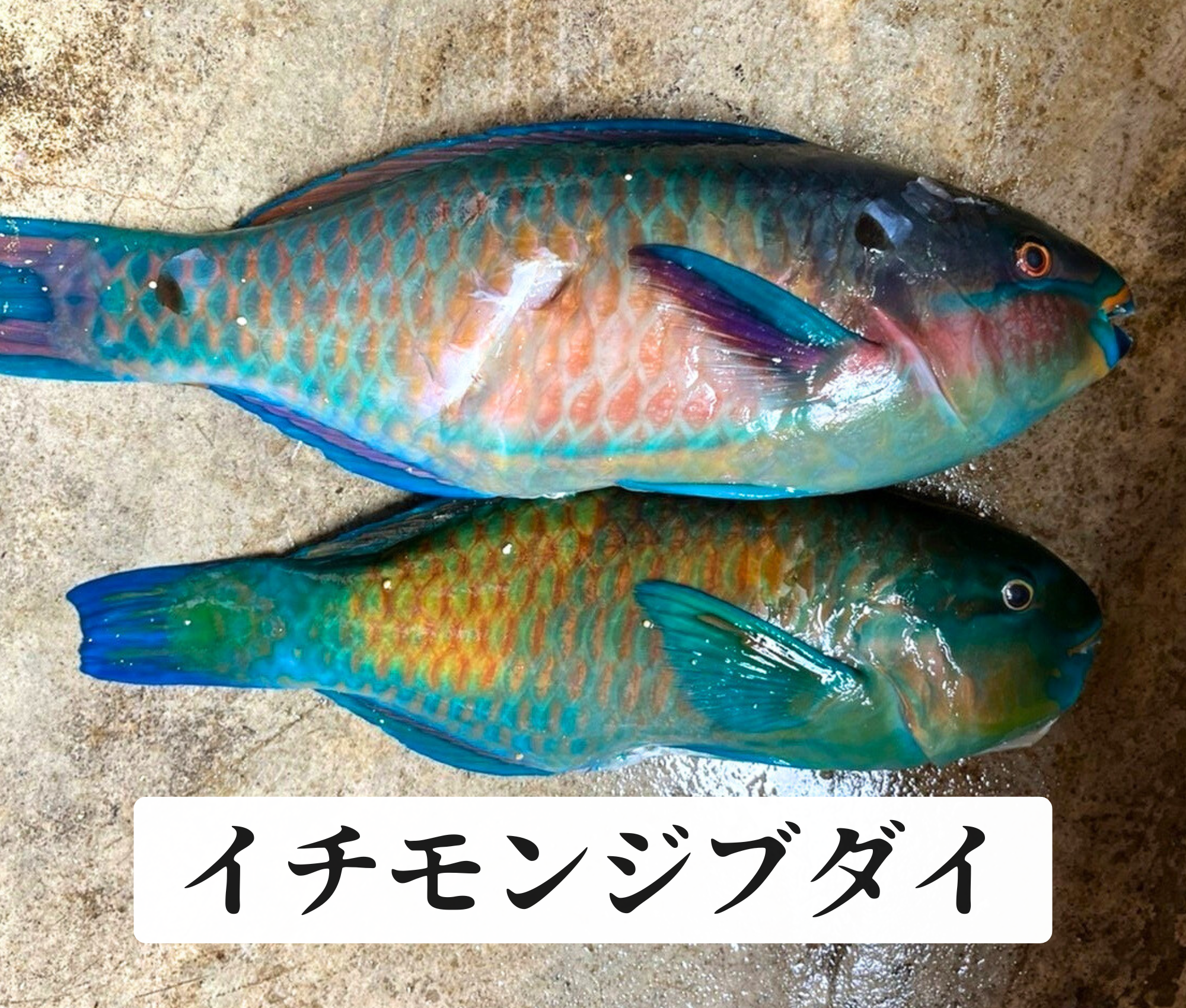 イチモンジブダイ
