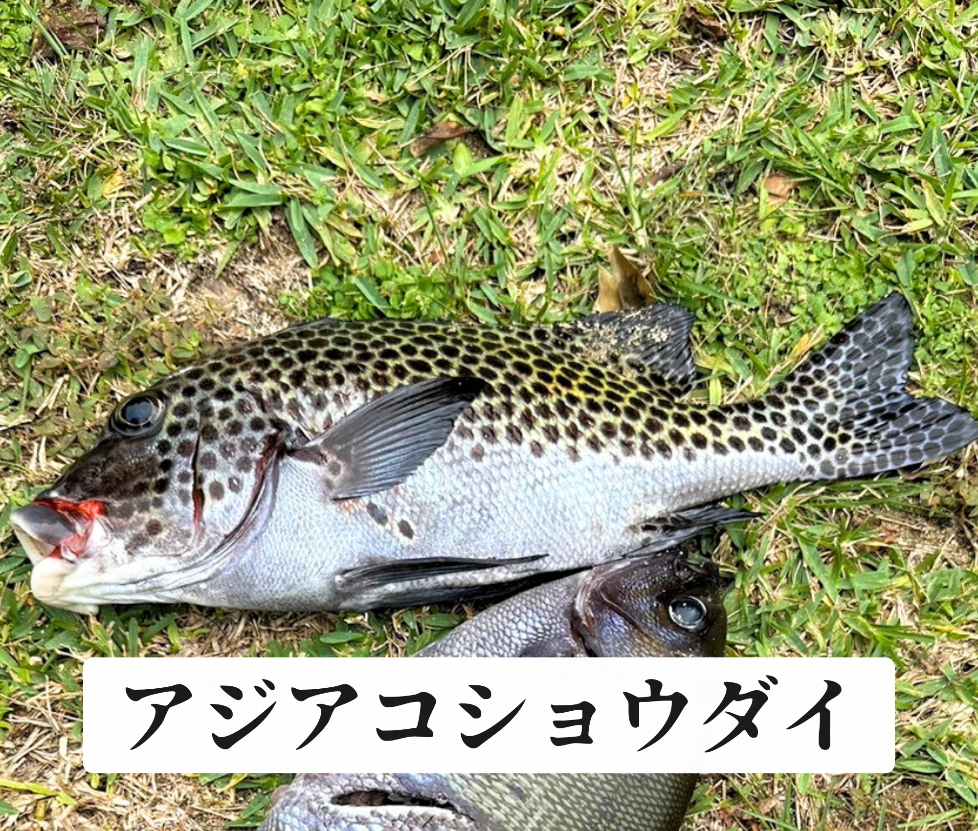 アジアコショウダイ