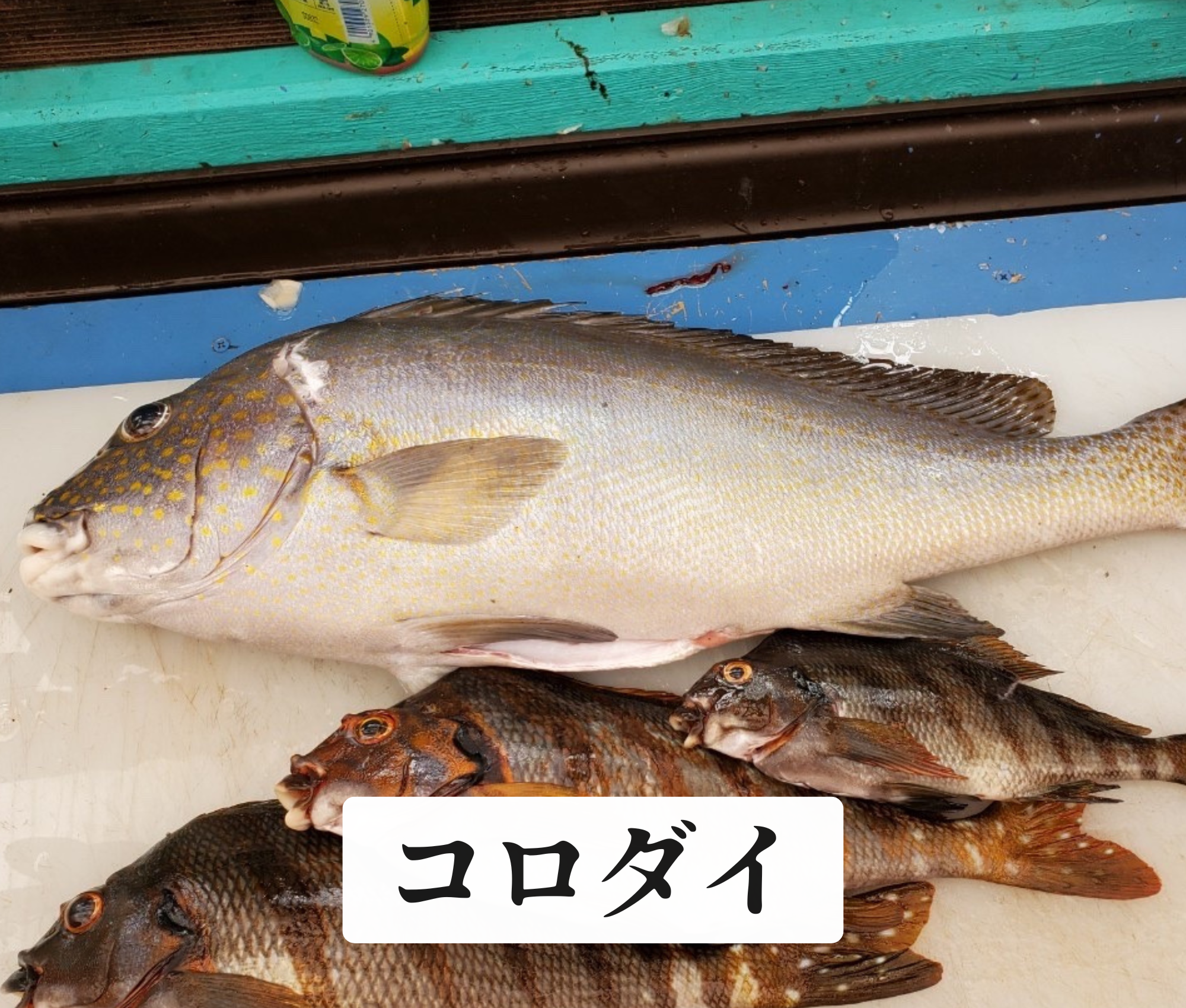 コロダイ