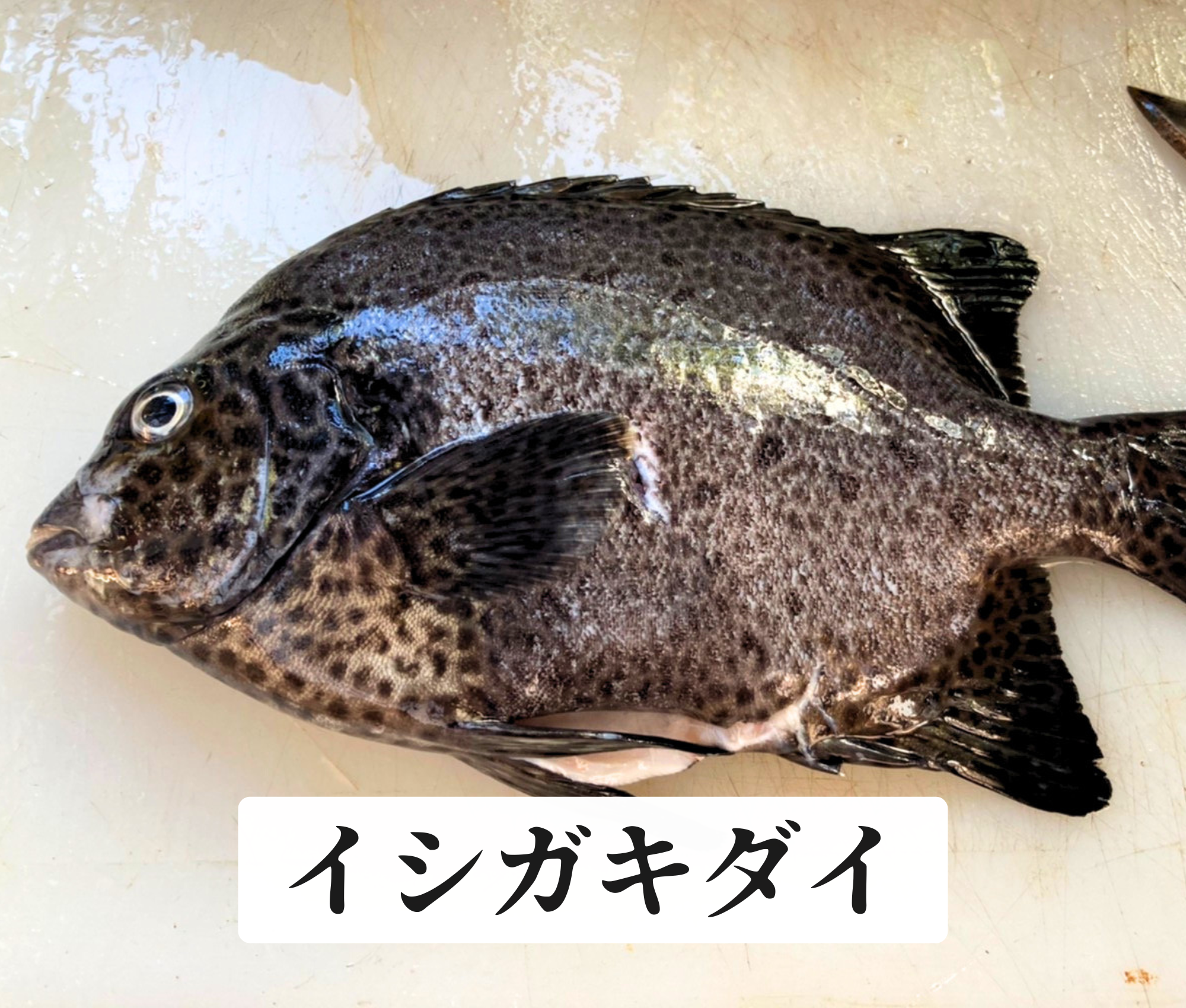 イシガキダイ