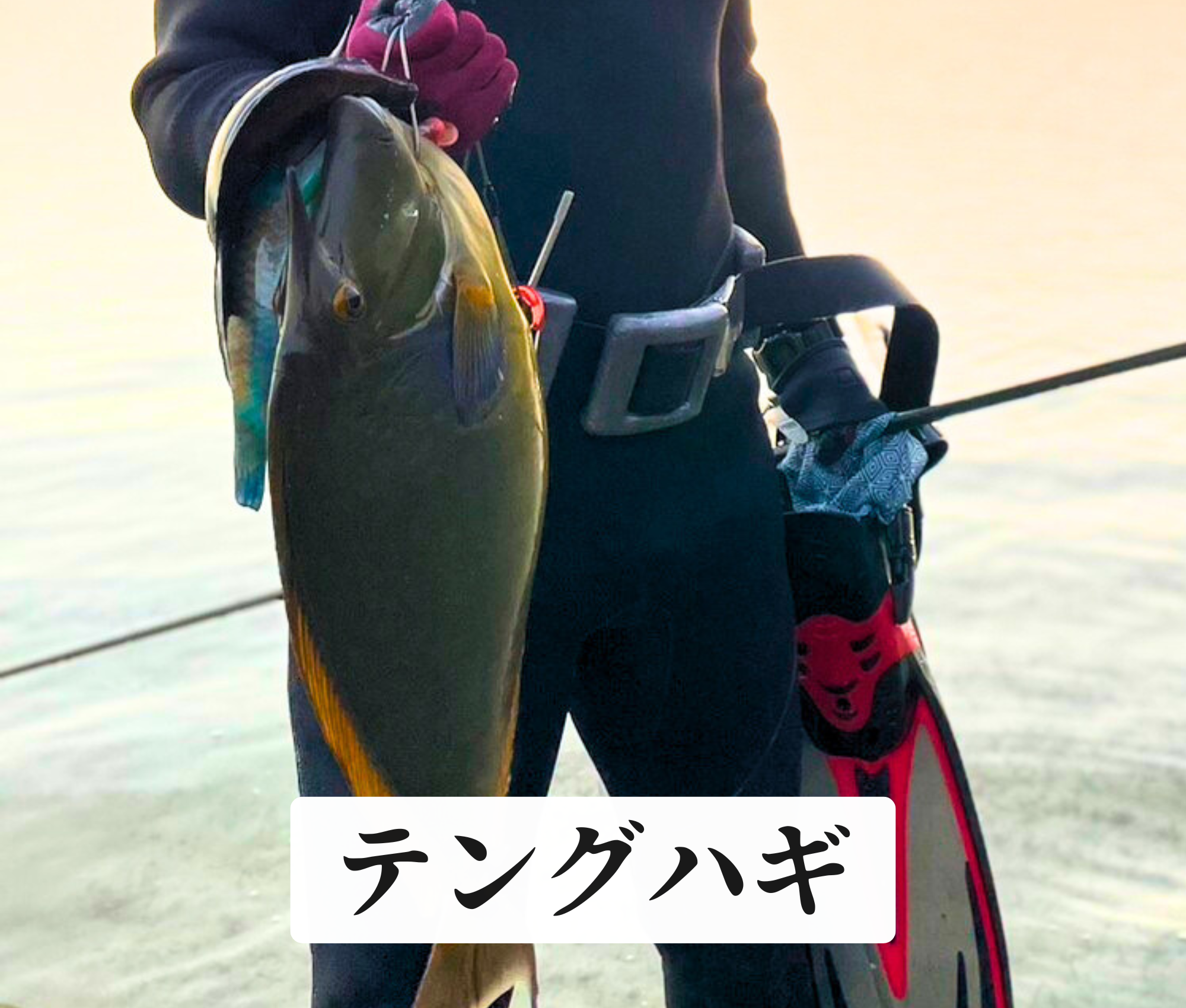 テングハギ