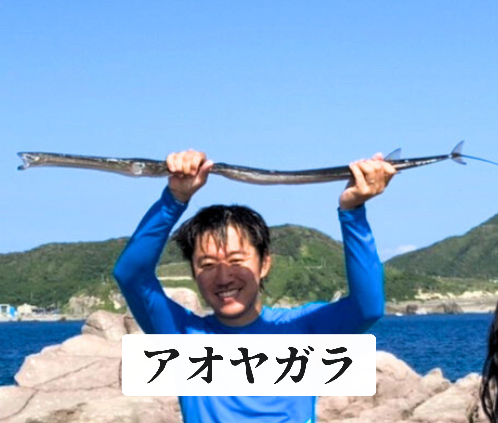 アオヤガラ