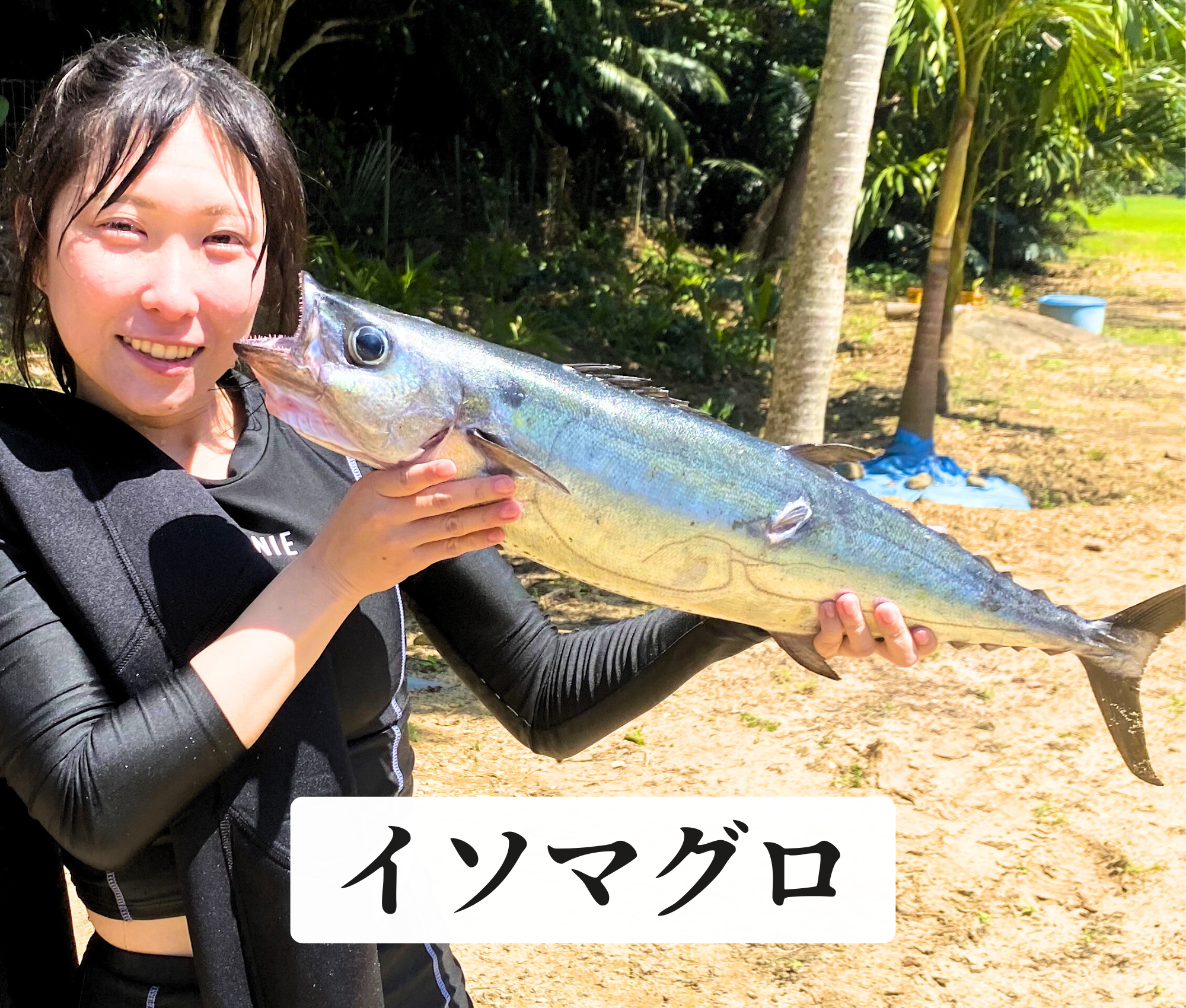 イソマグロ