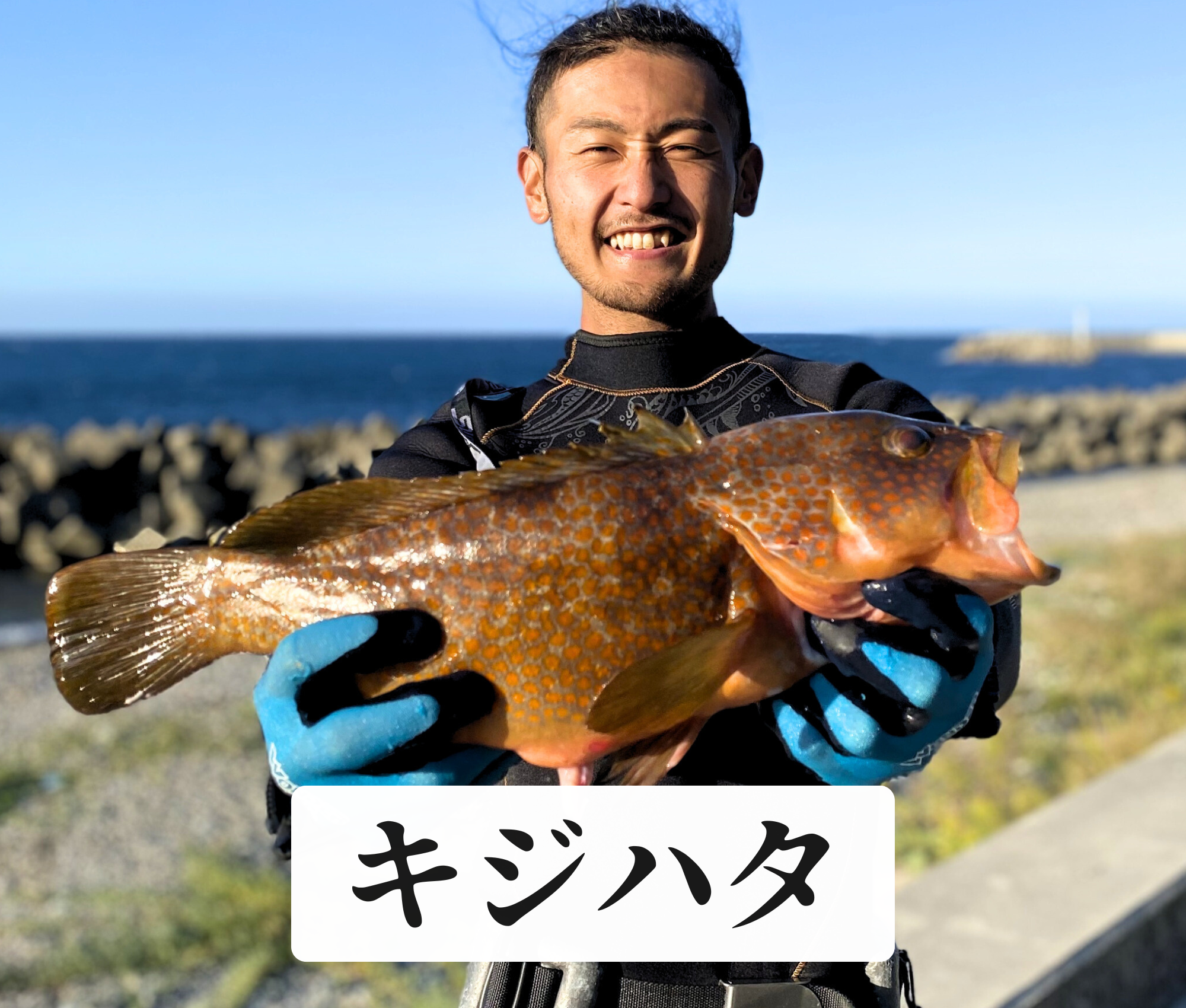 キジハタ