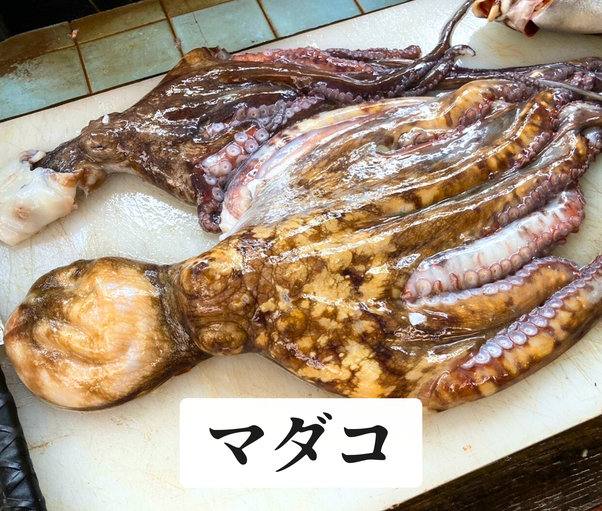 マダコ