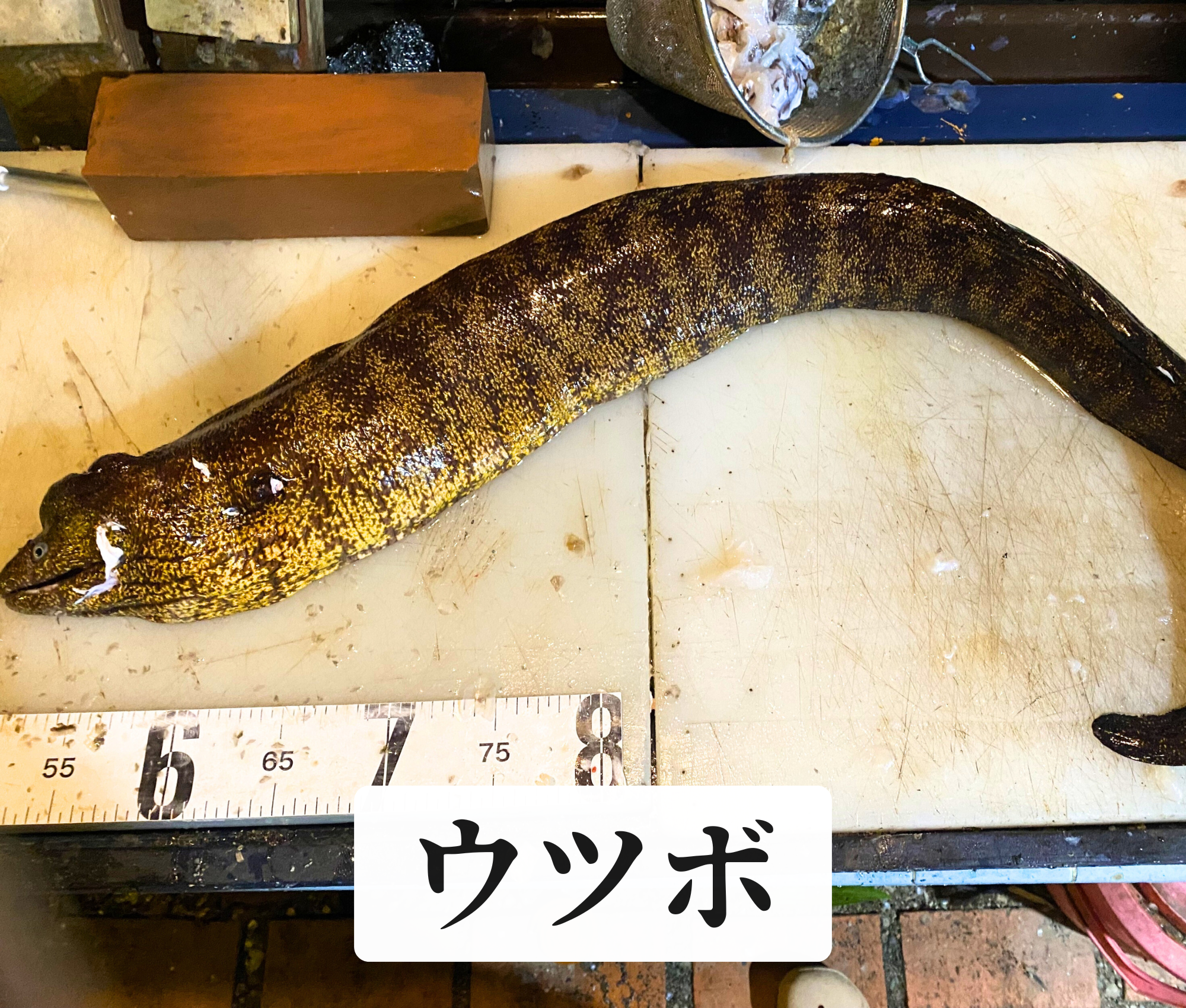 ウツボ