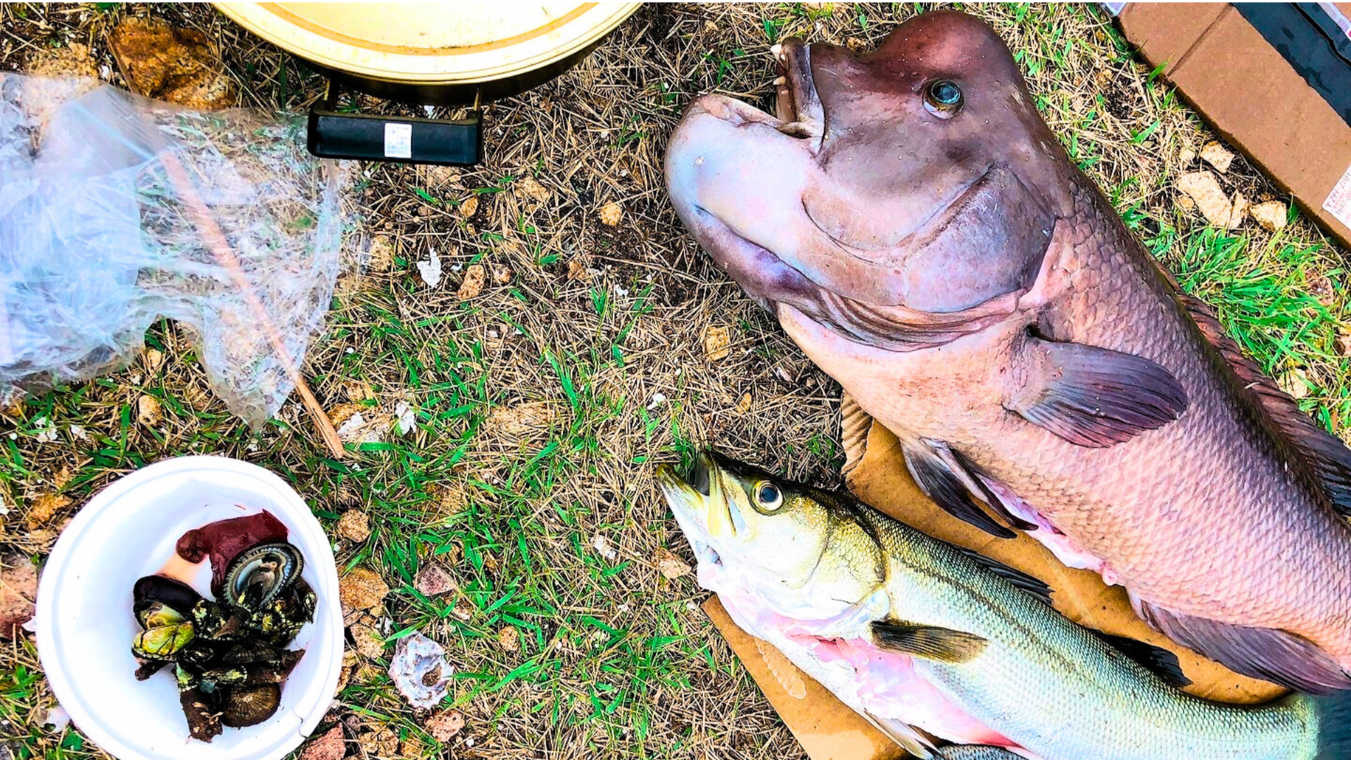 魚と食事の様子